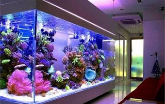 Tư vấn vị trí, số lượng, bể cá phong thủy cho từng tuổi và từng mệnh