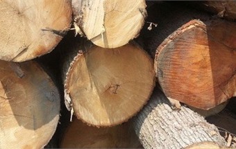 Gỗ sồi là gì? Mẫu sản phẩm nội thất gỗ sồi mới nhất 2020