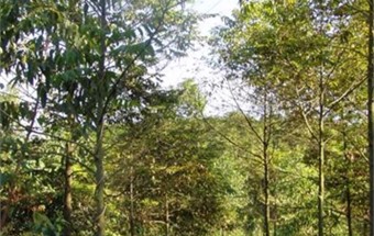 Gỗ xoan đào là gì và những ứng dụng của nó trong nội thất gia đình