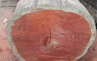 Gỗ hương là gì? Những sản phẩm nội thất từ gỗ hương 2020