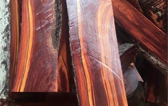 Gỗ trắc là gì? Làm sao để nhận biết các loại gỗ trắc?