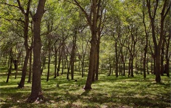 Gỗ óc chó là gì mà được nhiều người lựa chọn trong nội thất