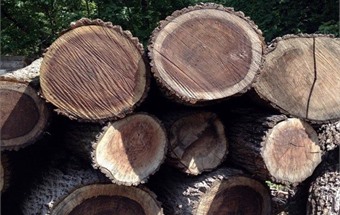 Sự khác biệt giữa gỗ thông và gỗ óc chó