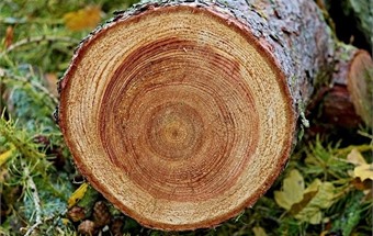 Mẹo hay chọn giường gỗ tự nhiên bền đẹp theo thời gian